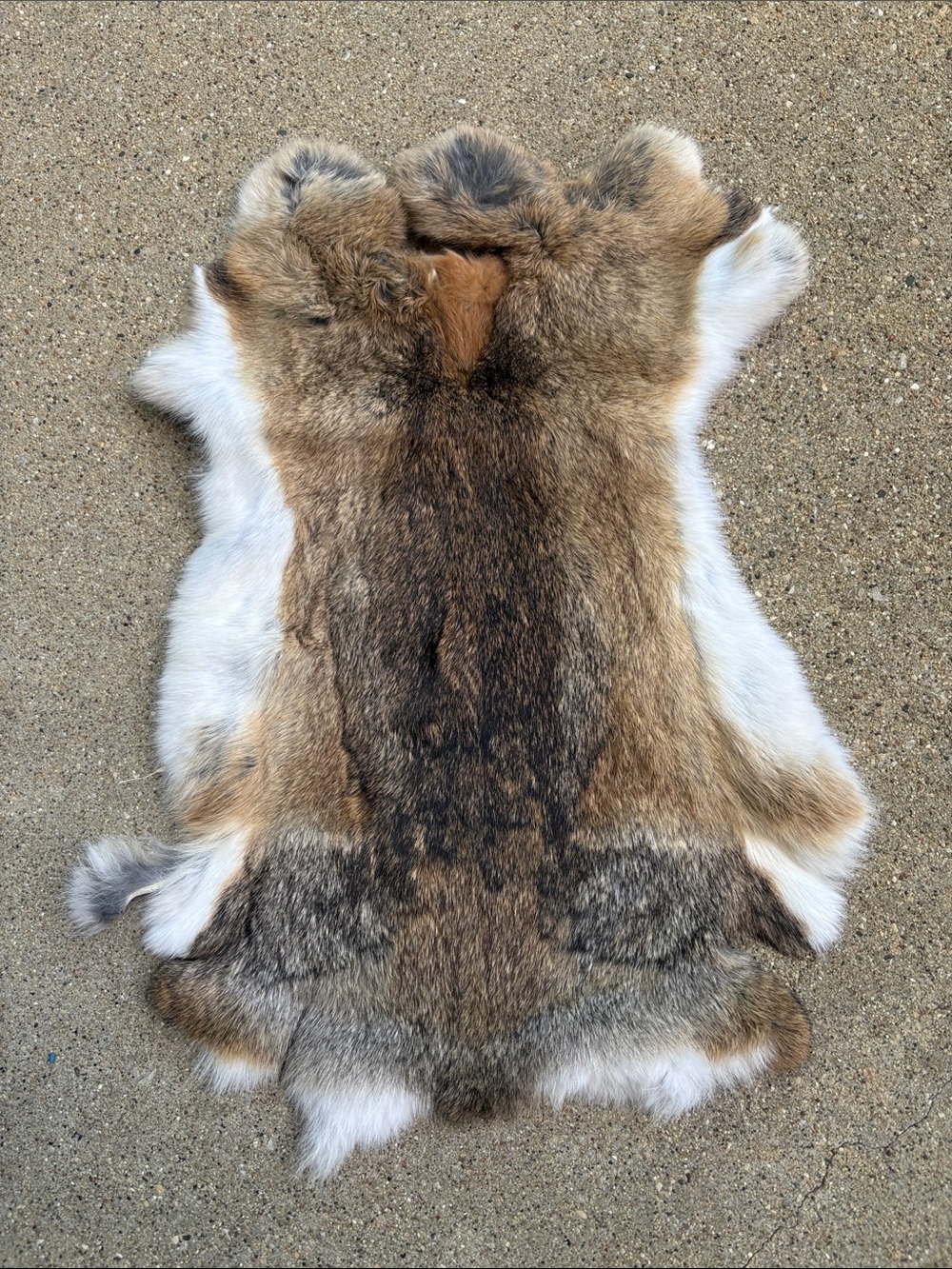 B0177 rabbit pelt